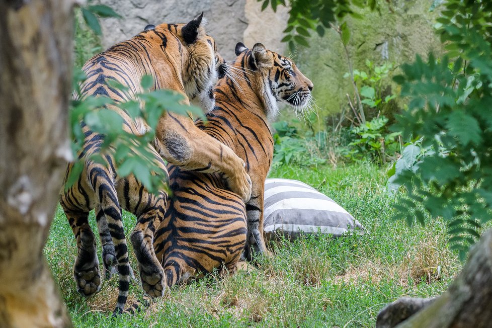 Tygři v Zoo Praha