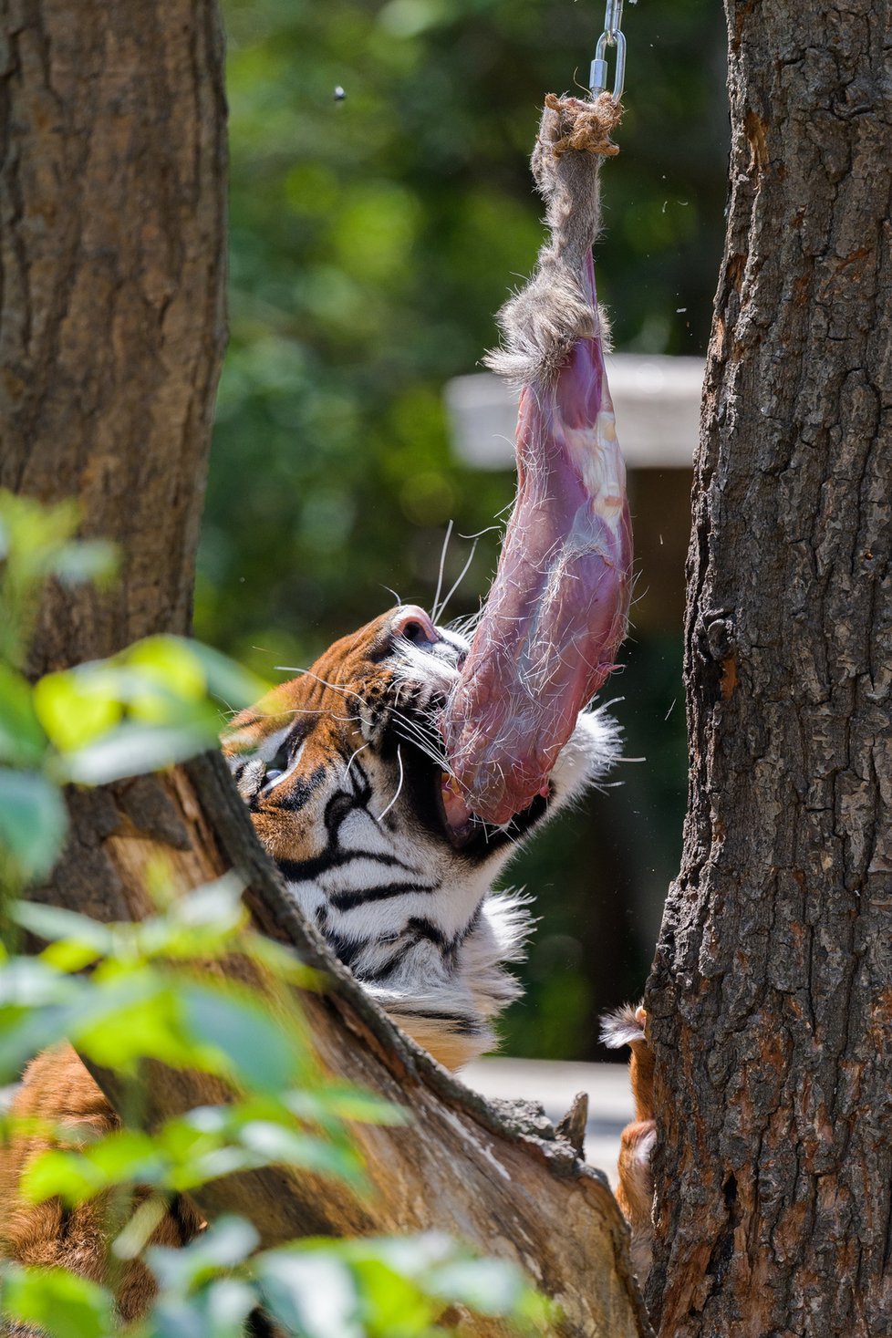 Tygři v Zoo Praha