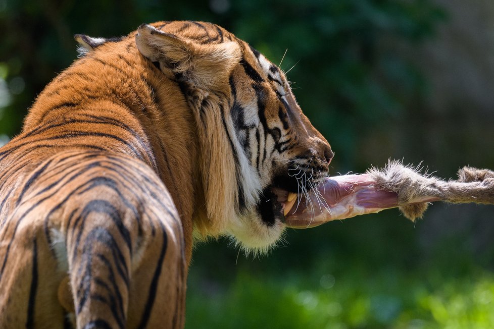 Tygři v Zoo Praha