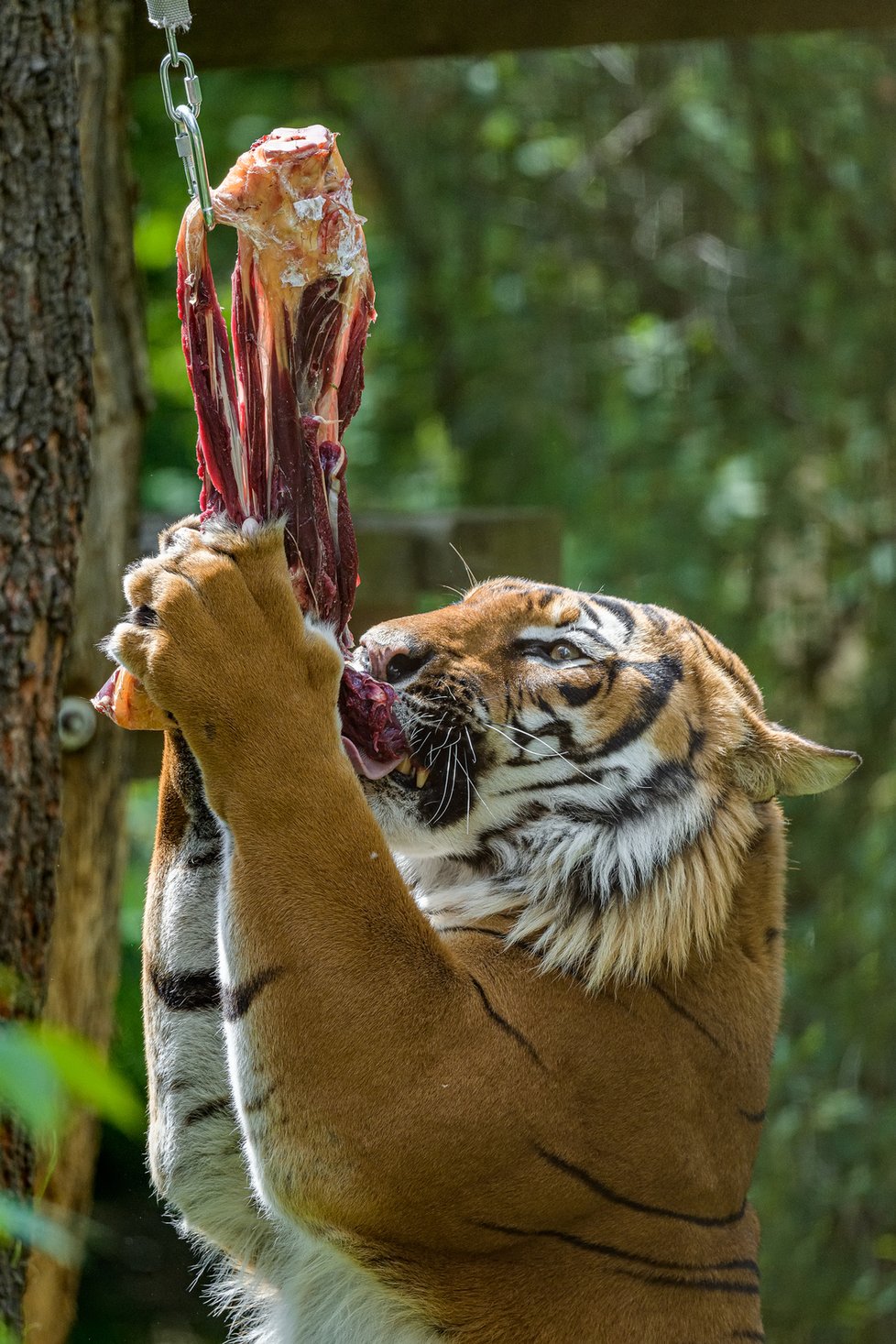 Tygři v Zoo Praha.