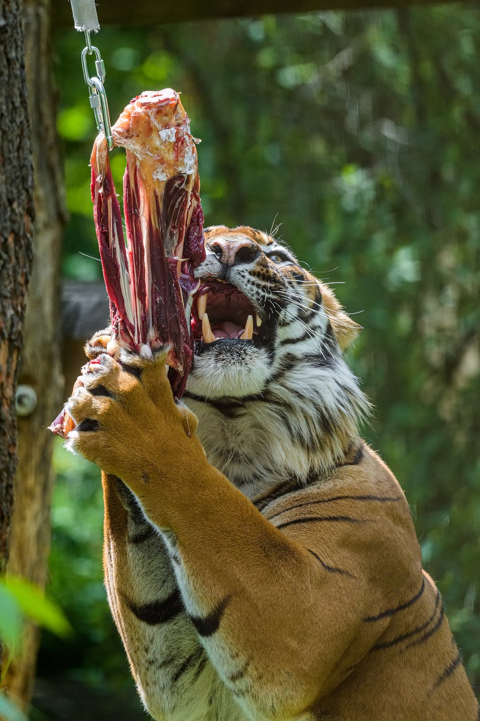 Tygři v Zoo Praha.