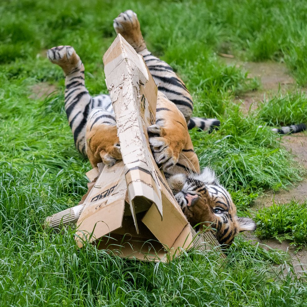 Tygři v Zoo Praha.