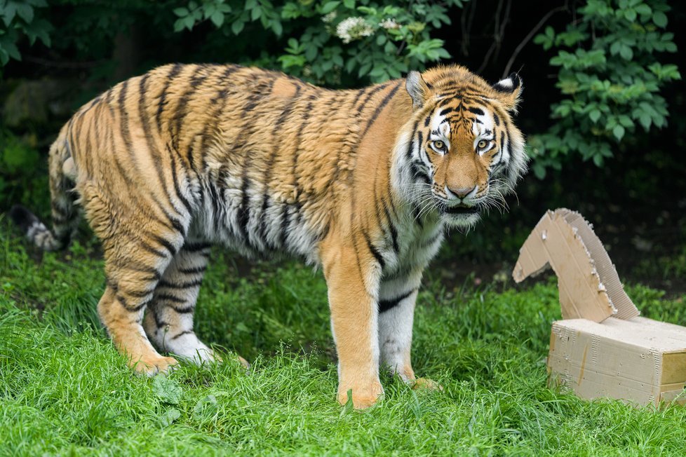 Tygři v Zoo Praha.