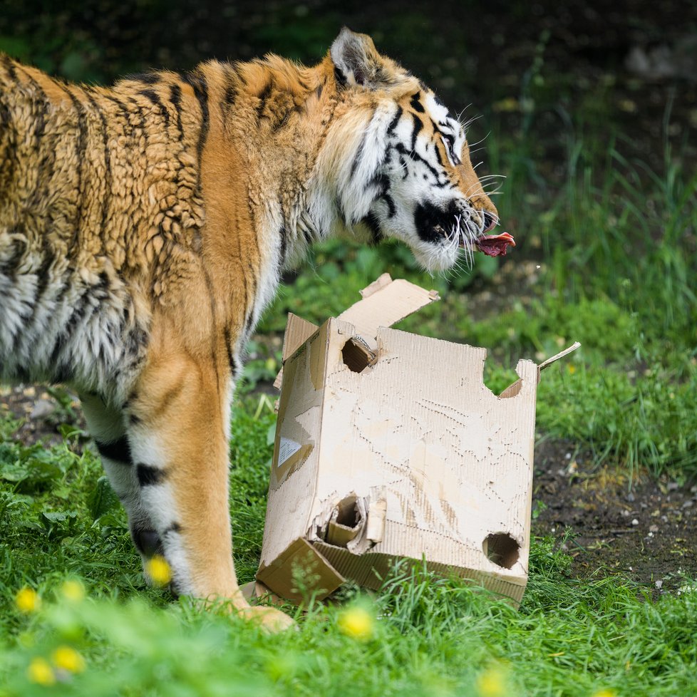 Tygři v Zoo Praha.