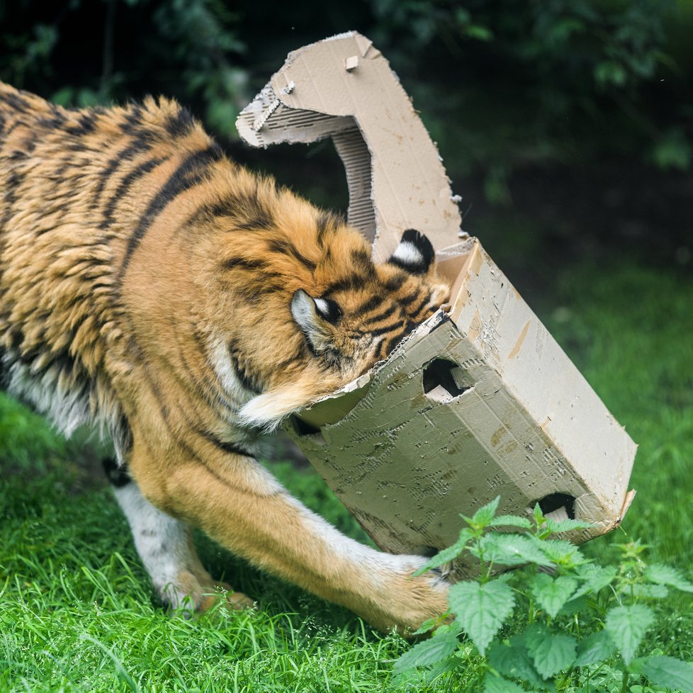 Tygři v Zoo Praha