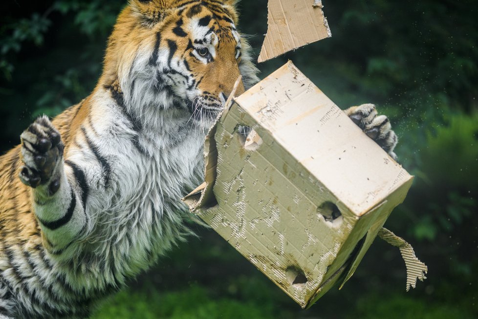 Tygři v Zoo Praha