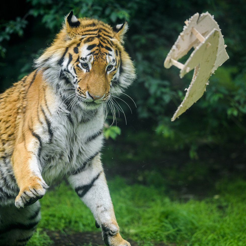 Tygři v Zoo Praha.