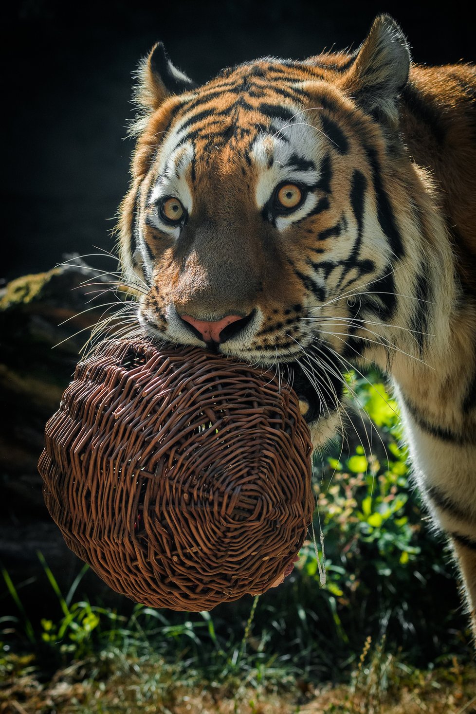 Tygři v Zoo Praha