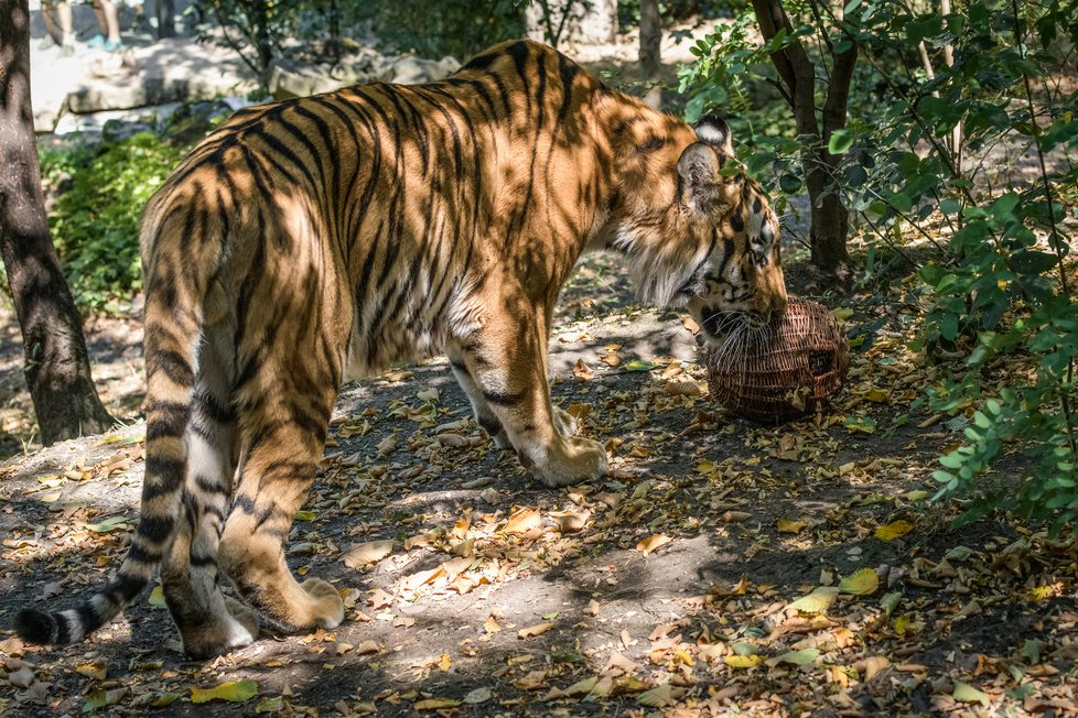 Tygři v Zoo Praha.