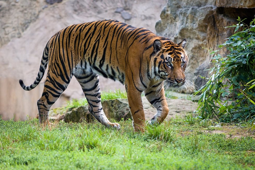 Tygři v Zoo Praha.