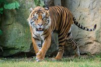 Nový zvířecí člen Zoo Praha: Zabydluje se tu tygr sumaterský Achilles! Jak se mu líbí?