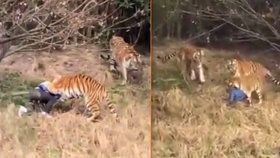 Muže v čínské zoo před zraky ženy a dítěte roztrhal tygr.