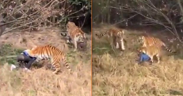 Tygři v zoo roztrhali návštěvníka: Přelezl plot, aby nemusel platit za lístek