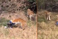Horor v zoo: Tygři »ulovili« a zabili návštěvníka, celé to sledovala manželka a dítě