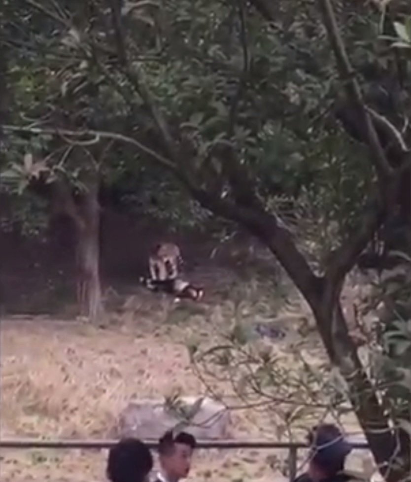 Muže v čínské zoo před zraky ženy a dítěte roztrhal tygr.