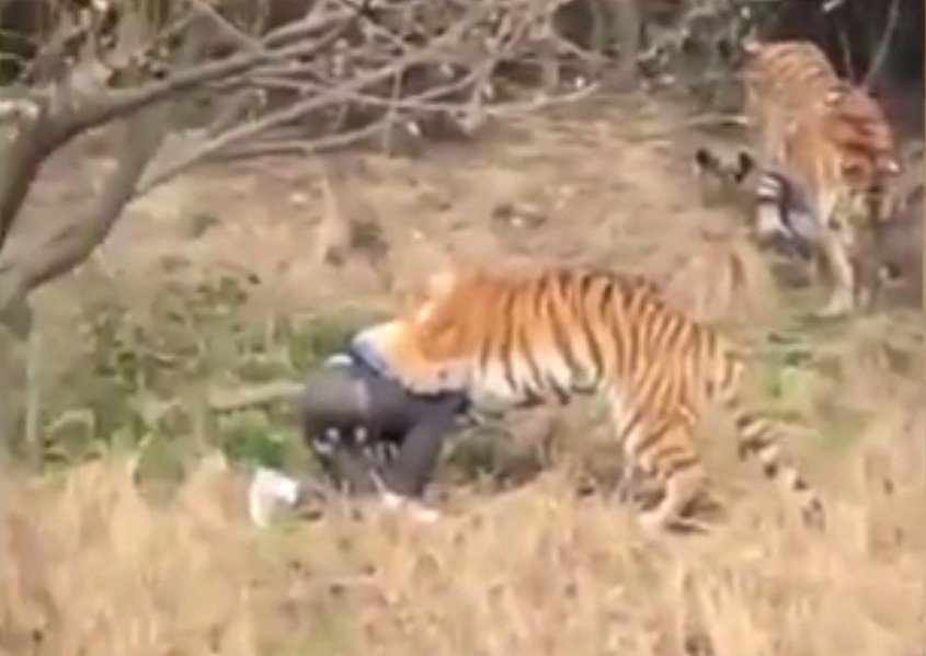 Muže v čínské zoo před zraky ženy a dítěte roztrhal tygr.