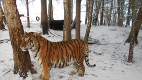 Chladné počasí si v Táboře užívají tygři ussurijští, ti jsou ze své sibiřské domoviny zvyklí až na -40 stupňů