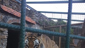 Tygřice Mia v Šiklandu