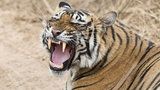 Horor v zoo: Tygr roztrhal ošetřovatelku! Návštěvníci museli být evakuováni