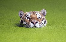 Krásné fotky: Tygr se rochnil v zelené lázni!