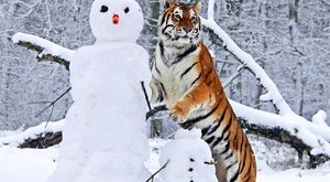 Tygři masakrují sněhuláky: Nemilosrdná obleva! 