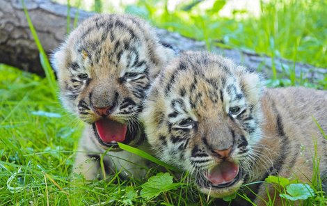 Kluk a holka tygrů ussurijských jsou roztomilé kočičky. Zatím jsou v zázemí, ale návštěvníci je mohou sledovat on-line.