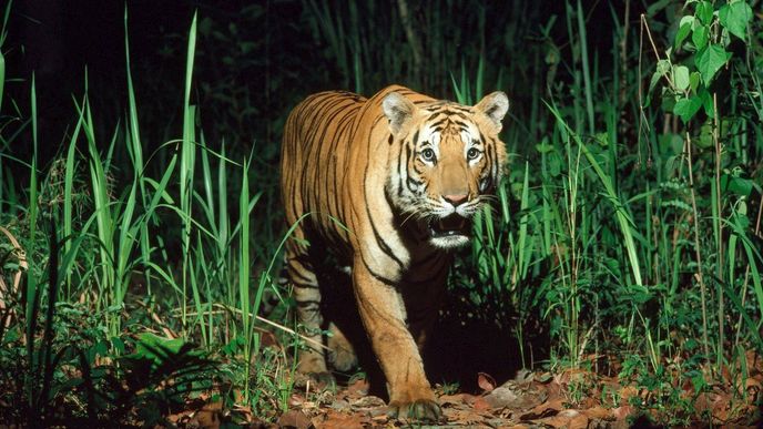 Pokud je z domácího chovu, je tygr jen jedním z druhů jídla.