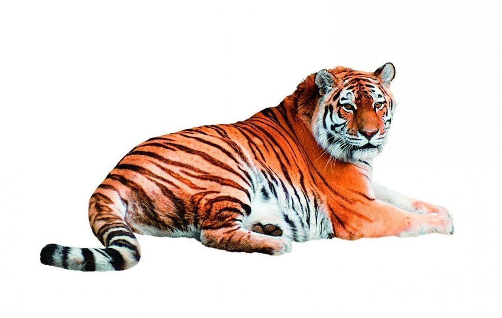 V pražské zoo můžete vidět hned tři z pěti existujících tygřích poddruhů.