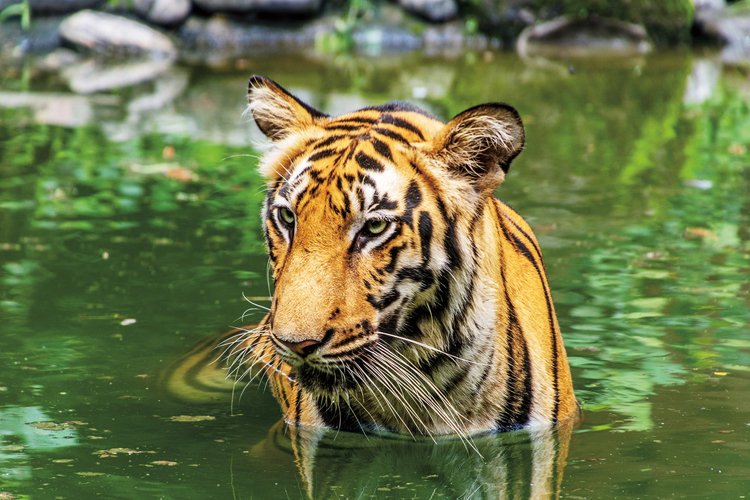 Tygři mají podobný způsob života jako jaguáři