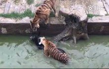 Brutální praktiky čínské zoo: Tygry krmí živými osly!
