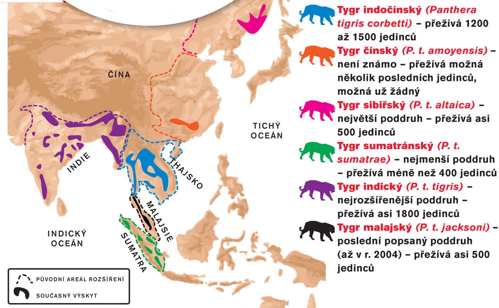 Kolik tygrů zbývá