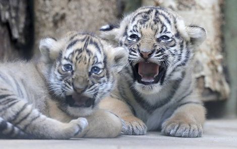 Dvě mláďata ohroženého tygra malajského uvidí návštěvníci pražské zoo poprvé zítra. 