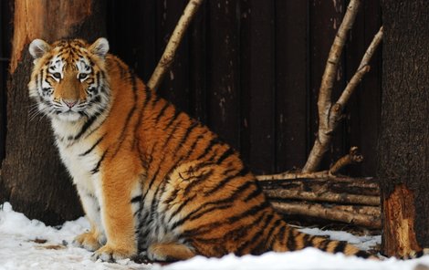 Takhle se o víkendu rozloučil Eda s návštěvníky ostravské zoo