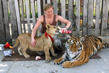 Ošetřovatelka Ludmila Tosmundová (23) s tygřičkou Ninou a jediným lvím kotětem v Oáze, sirotkem Samem. Když se někdy v budoucnu spáří, narodí se kříženec – liger. Byl by první v Evropě.