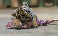 Dobrá zpráva od pruhované rodinky ze Zoo Praha: Tygřata přes Vánoce přibrala!