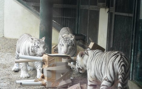 Tygři oslavili své narozeniny naposledy spolu, na podzim se budou stěhovat do jiných zoo.