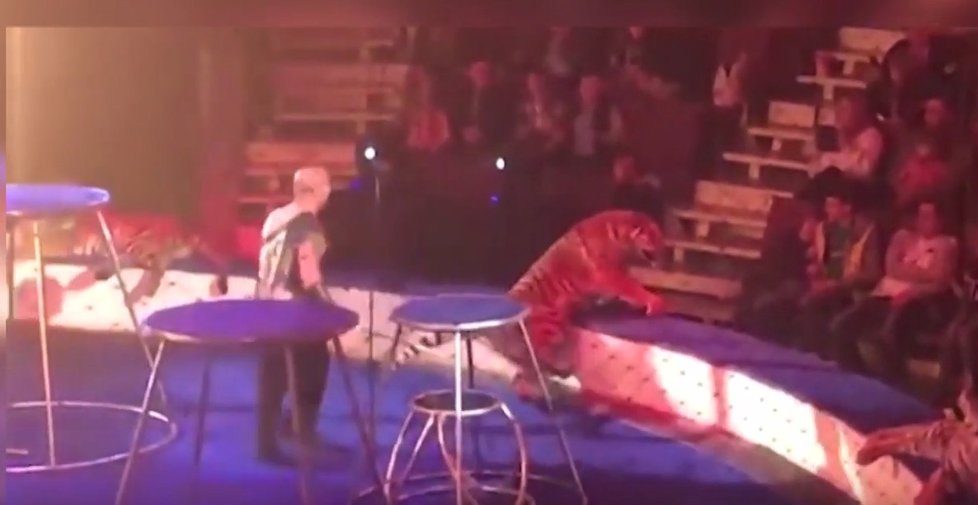 Tygřice zkolabovala při představení v cirkuse.