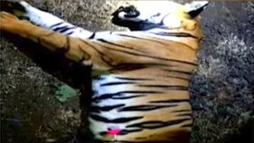 Lidožravou tygřici v Indii zastřelili.