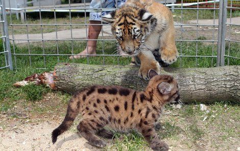 Tygřík versus puma. Jak tohle dopadne?