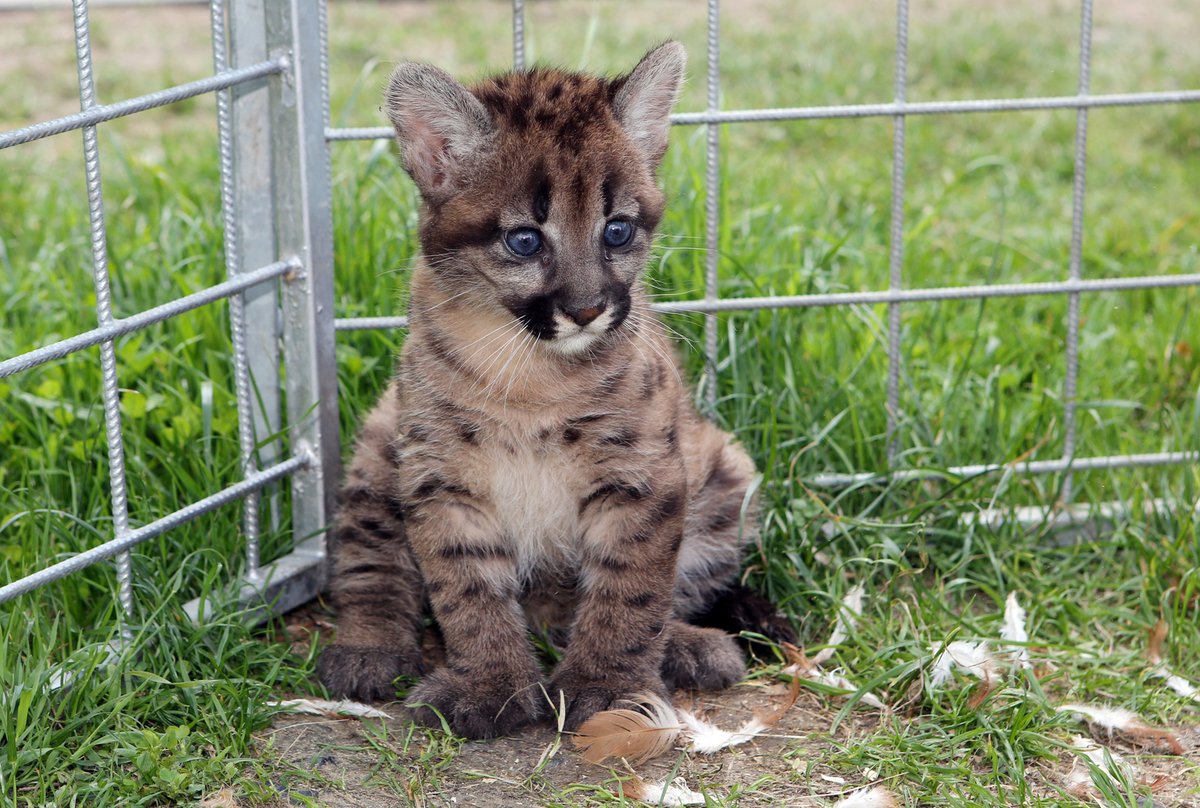 Puma si vzala ponaučení k srdci a tvářila se jak školák na hanbě.