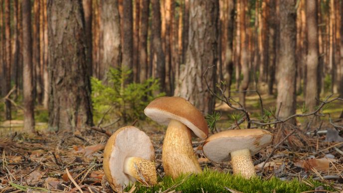 Tylopilus felleus_hřib žlučník