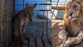 Týraná zvířata v albánské zoo