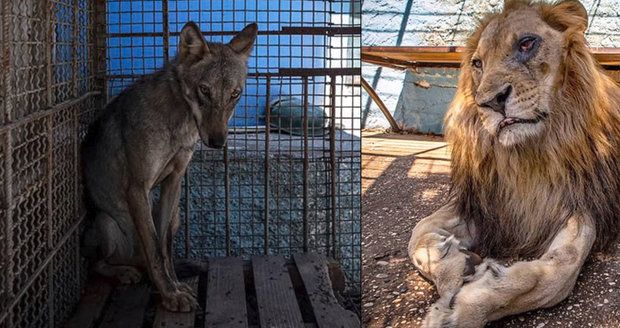 Zoo z pekla! Zvířata hladoví a trpí. Zachránci čekají na povolení. Úřady ale mají času dost