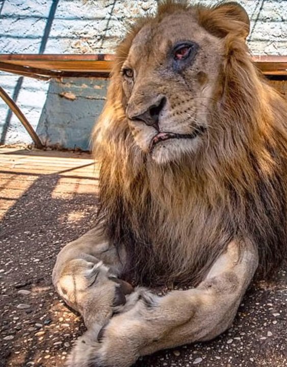 Zvířata trpí v albánské zoo ve městě Fier