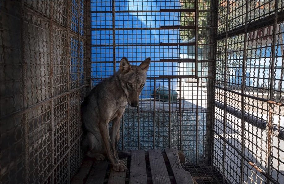 Zvířata trpí v albánské zoo ve městě Fier