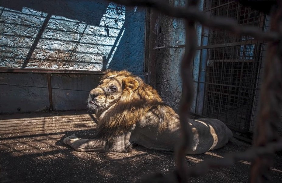 Zvířata trpí v albánské zoo ve městě Fier