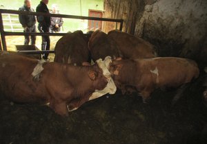 Veterina zasahovala u Frýdku-Místku: Býci se brodili po břicho ve výkalech a mrtvolách