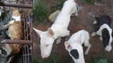 Chovatelka týrala své psy hladem: V klecích ležely zetlelé mrtvolky