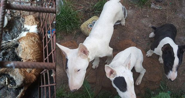 Chovatelka týrala své psy hladem: V klecích ležely zetlelé mrtvolky