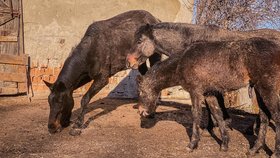 Záchrana na poslední chvíli: Koně a psi ze zadlužené farmy nikdy nepoznali lidský dotek